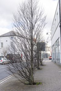 Sligo Tree trail