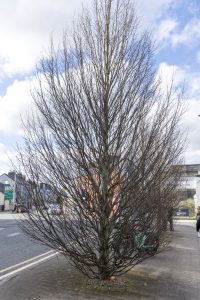 Sligo Tree trail